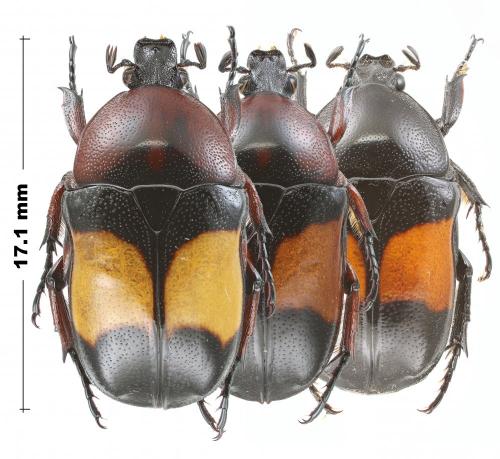 Dyspilophora abbreviata